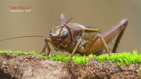 Cricket Chirping Sound| How Crickets Sound| Sound of Jhingur|Sound of ...