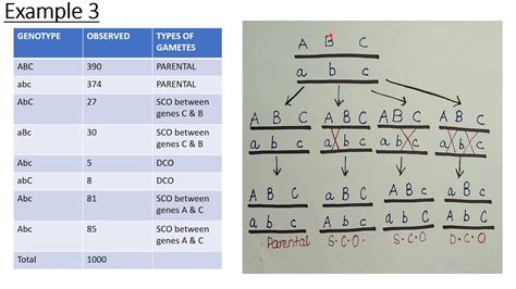 How To Calculate Map Distance Genetics | Images and Photos finder