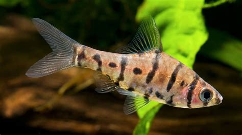 Stickleback Fish Evolution: Isolation, Adaptation, And Diversity