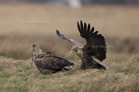 White-tailed Eagle – Bird Lens