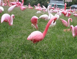 Flamingo Land | At the junction of Bee Caves Road and Capita… | Flickr