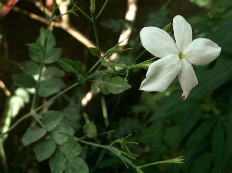 Jasminum grandiflorum - Forestrypedia