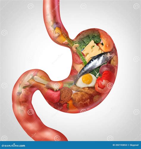 Food Digestion stock illustration. Illustration of human - 202193853