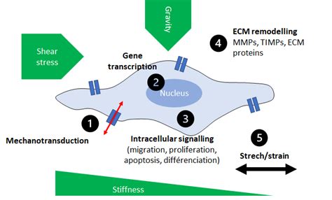 BioMeca - Beyond BioMechanics, there is mechanotransduction