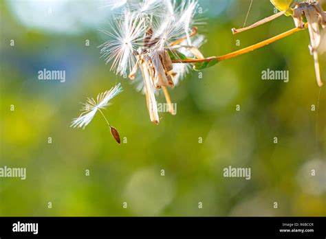 Flying Seeds Stock Photo - Alamy