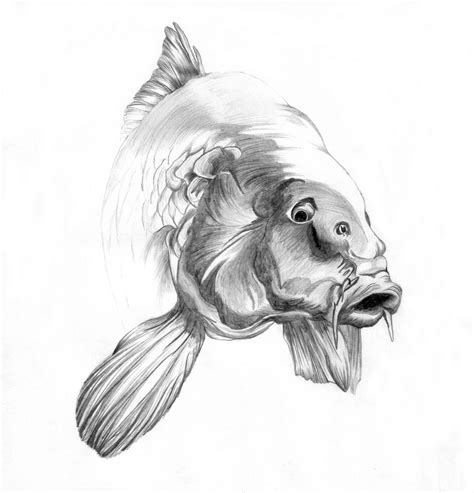 | Carp drawing, Carp, Fish drawings