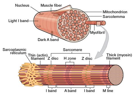 Skeletal Muscle | Anatomy and Physiology I