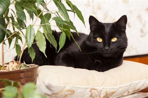 Top 7 Bombay Cat Breeders