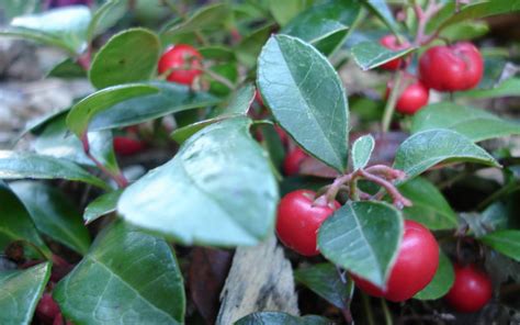 Gaultheria procumbens - American Wintergreen - Buds & Blooms Nursery