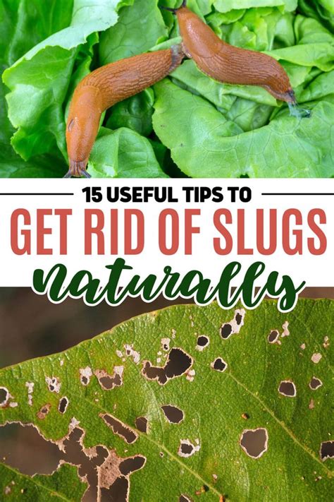 How To Get Rid of Slugs In the Garden Naturally - Gardening @ From House To Home in 2023 ...