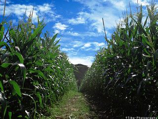 Corn field | Corn field in Kedah, Malaysia | Nur Atikah Rashidan | Flickr