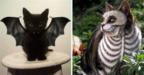 10+ Terrifyingly Pawsome Halloween Cat Costumes