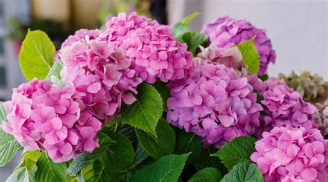 Hydrangea Care & Planting – How to Grow Hydrangea Flowers | Garden İdeas