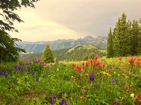 Crested Butte Wildflower Festival | Downtown Crested Butte Lodging