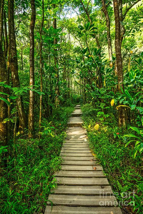 Jungle Walk Photograph by Jamie Pham