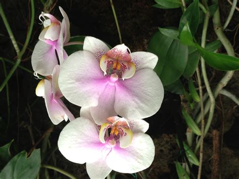 DC orchids at Nat’l Botanic Gardens Copyrighth Shelagh Donnelly ...