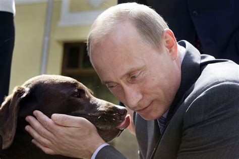 A Dog That Looks Exactly Like Vladimir Putin -- NYMag