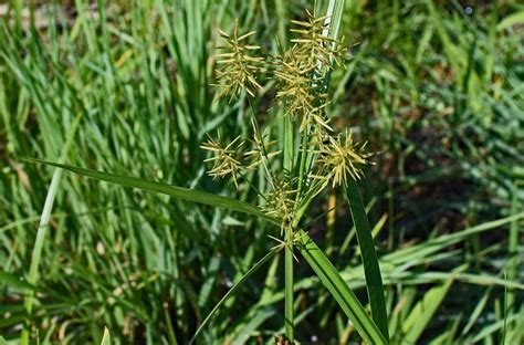 Grassy Weeds - Gecko Green Lawn Care & Pest Control