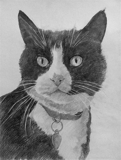 Custom Pencil Portrait | Paint Your Life | Black cat drawing, Cat ...