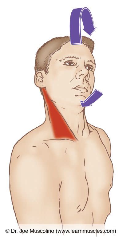 Sternocleidomastoid (SCM) - Stretching - Learn Muscles