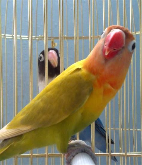 Separating Breeding Lovebirds ~ Love Bird Breeding