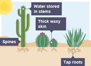 Desert Plants With Adaptations