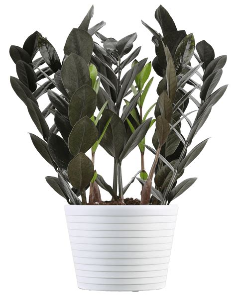 Costa Farms Live Indoor 12in. Tall Black Trending Tropicals Raven ZZ, Indirect Sunlight, Plant ...