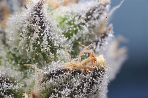 Cannabis Trichome Secrets, Vol. 1 - Terpenes and Testing Magazine