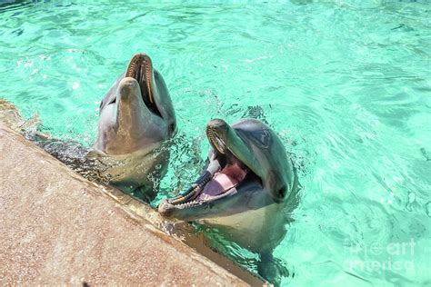 Two laughing dolphin Photograph by Benny Marty - Pixels