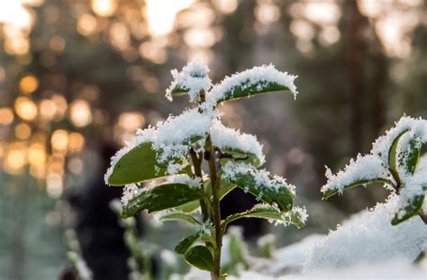 Free photo: Snowy Forest - Woods, Skies, Natural - Free Download - Jooinn