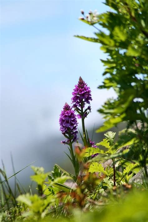 Flowers of Madeira #madeira #portugal | Madeira island, Orchids, Floating garden