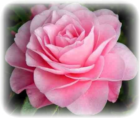Beautiful Pink Rose Pictures, Photos, and Images for Facebook, Tumblr, Pinterest, and Twitter