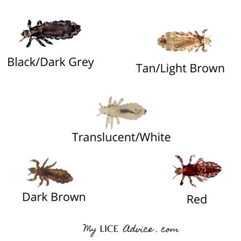 What Lice Look Like: Pictures of Lice (Color, Size, and More)