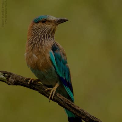 Bandipur National park - Nature Explorers India