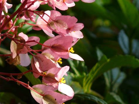 Pink Dragon Wing Begonia | Begoniaceae (begonia family) » Be… | Flickr