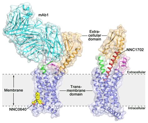 Glucagon Receptor Structure Offers New Opportunities for Type 2 Diabetes Drug Discovery - Drug ...