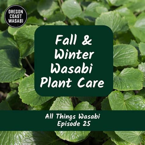 Video ~ Fall & Winter Wasabi Plant Care - All Things Wasabi Episode 25 — The Wasabi Store