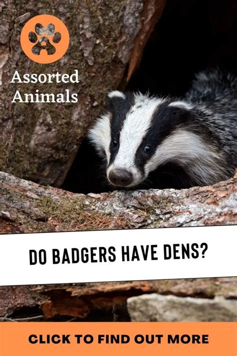 Badger Dens | The Ultimate Guide | Assorted Animals