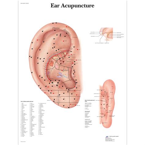 Anatomical Charts and Posters - Anatomy Charts - Ear Acupuncture Paper Chart