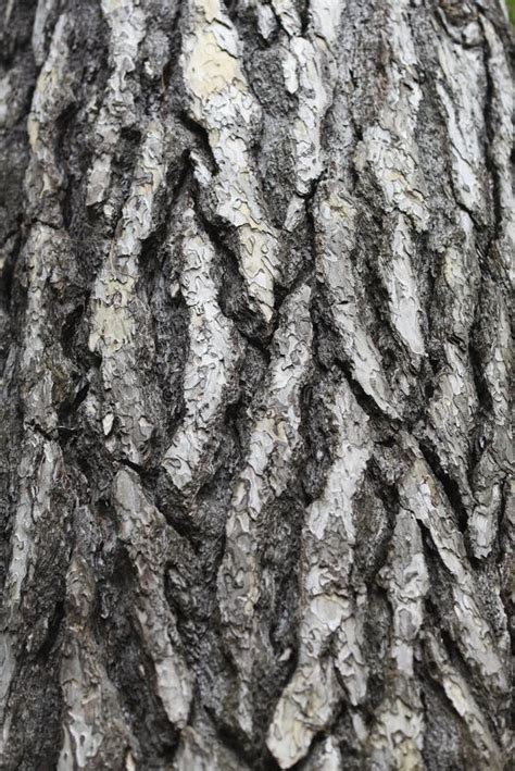 .Green Ash Tree Bark Texture Stock Image - Image of rough, pattern ...