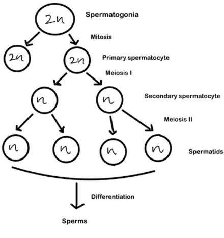 Spermatogenesis And Oogenesis Diagram