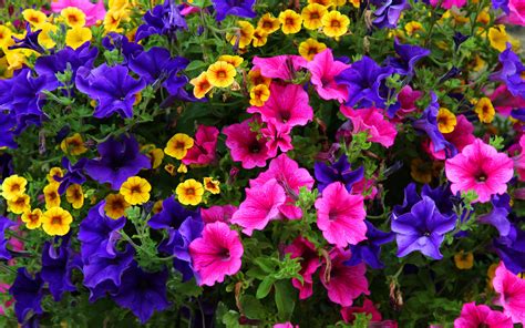 Photo Multicolor Petunia Flowers 3840x2400