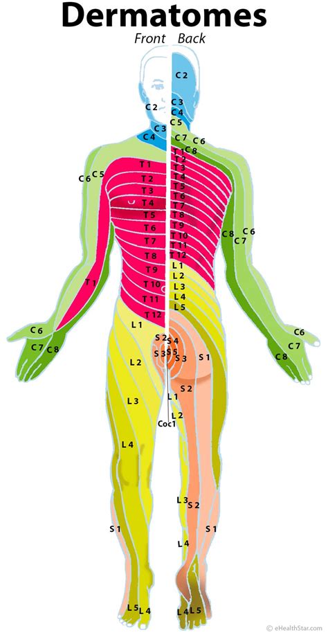 Herniated Disc In the Neck and Lower Back: Symptoms, Treatment ...