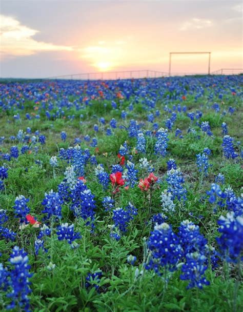 Texas Bluebonnets Wildflower Photography Flower Photo Fine Art ...