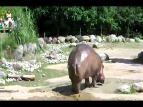 Hippo Farting and Blows Out DooDoo - YouTube