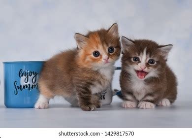 Little Munchkin Kittens Cups Stock Photo 1429817570 | Shutterstock