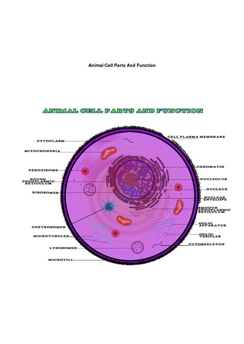Animal Cell Parts And Functions Chart Pdf Gambaran - vrogue.co