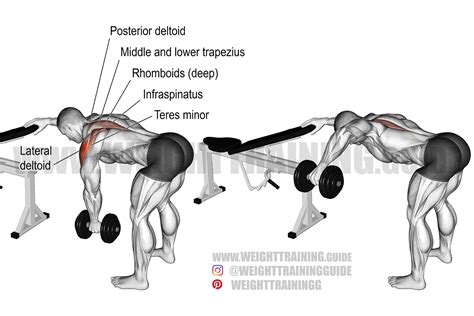 One-arm reverse dumbbell fly exercise instructions and videos