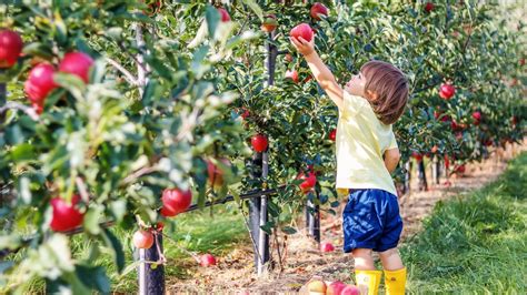 5 apple orchards to get your apple fix - GREENVILLE JOURNAL