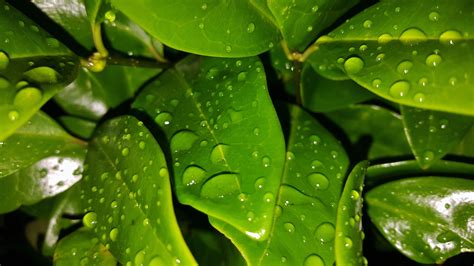 Free Images : nature, dew, night, leaf, flower, wet, foliage, green, botany, flora, plants ...